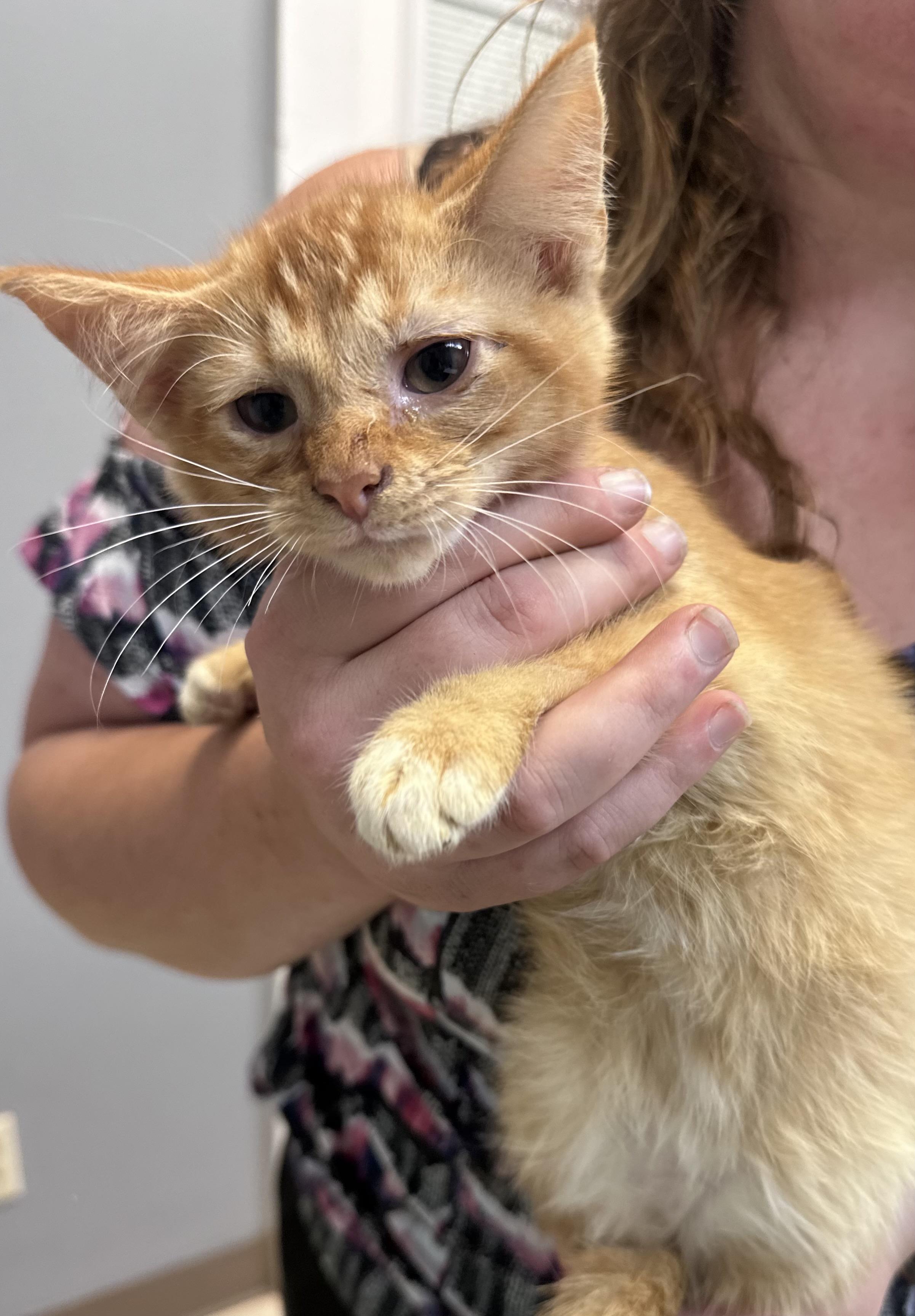 Enlarge Theo, a Adopted Domestic Short Hair in Dyersburg, TN image 2/3