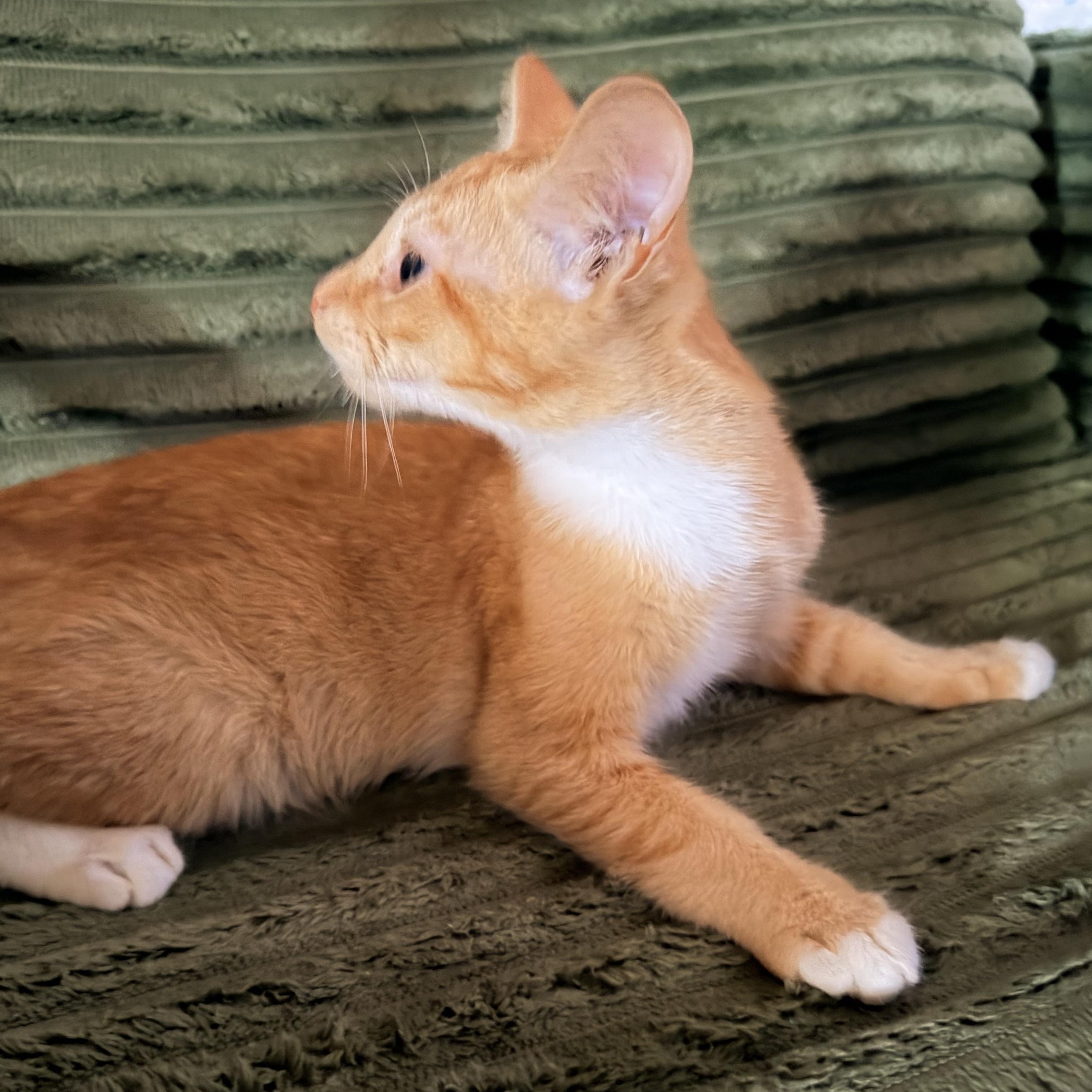 Enlarge Theo, a Adopted Domestic Short Hair in Dyersburg, TN image 3/3
