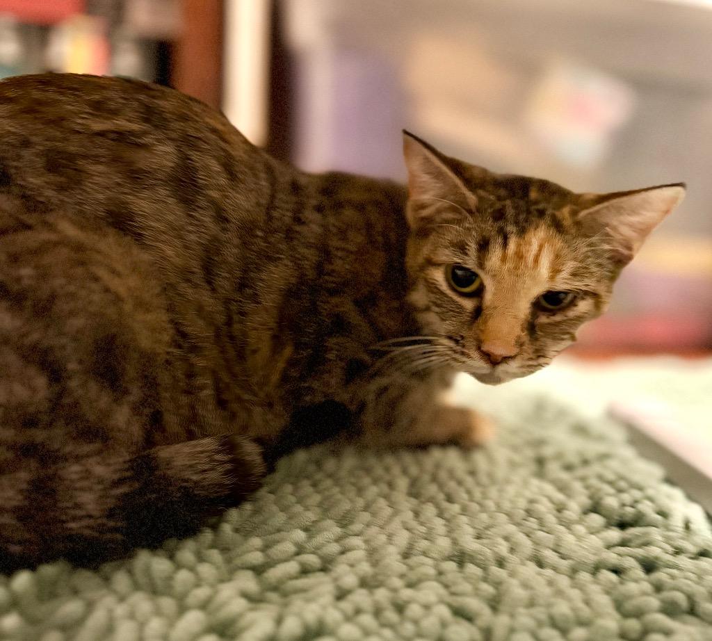 Rosaline + 5, Adoptable, Young Female Domestic Short Hair.