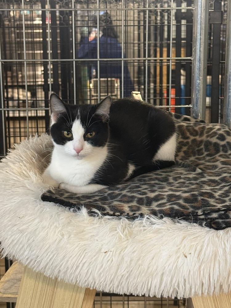 Enlarge Phantom (BONDED PAIR), a Adoptable Domestic Short Hair in Bolton, CT image 1/5