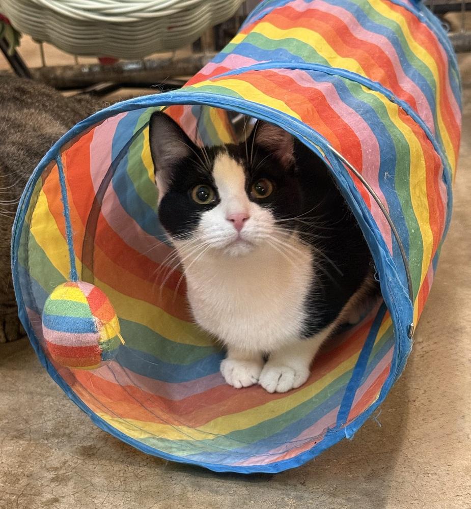 Enlarge Phantom (BONDED PAIR), a Adoptable Domestic Short Hair in Bolton, CT image 3/6