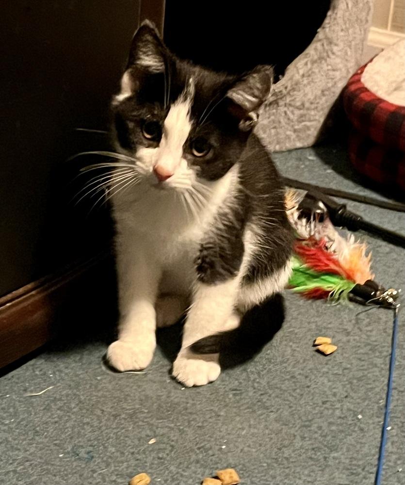 Enlarge Phantom (BONDED PAIR), a Adoptable Domestic Short Hair in Bolton, CT image 4/5