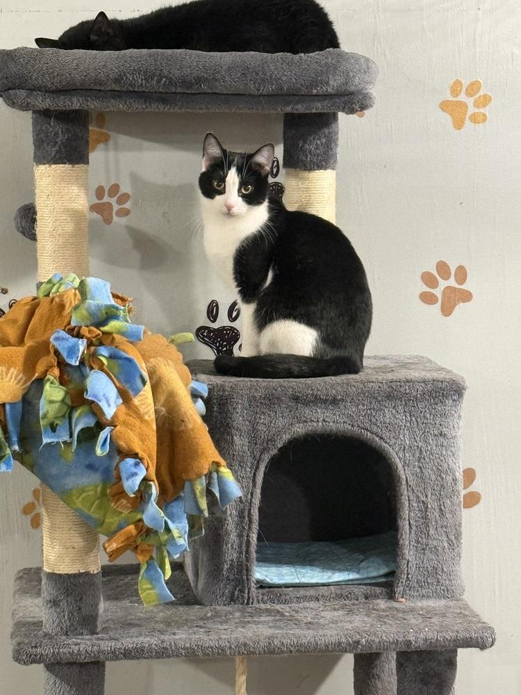 Enlarge Phantom (BONDED PAIR), a Adoptable Domestic Short Hair in Bolton, CT image 6/6