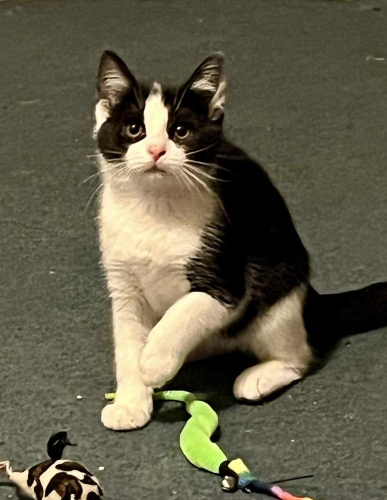 Enlarge Phantom (BONDED PAIR), a Adoptable Domestic Short Hair in Bolton, CT image 5/5