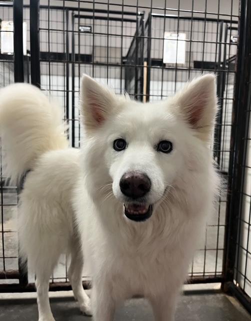 Gigi, Adoptable, Young Female Samoyed.