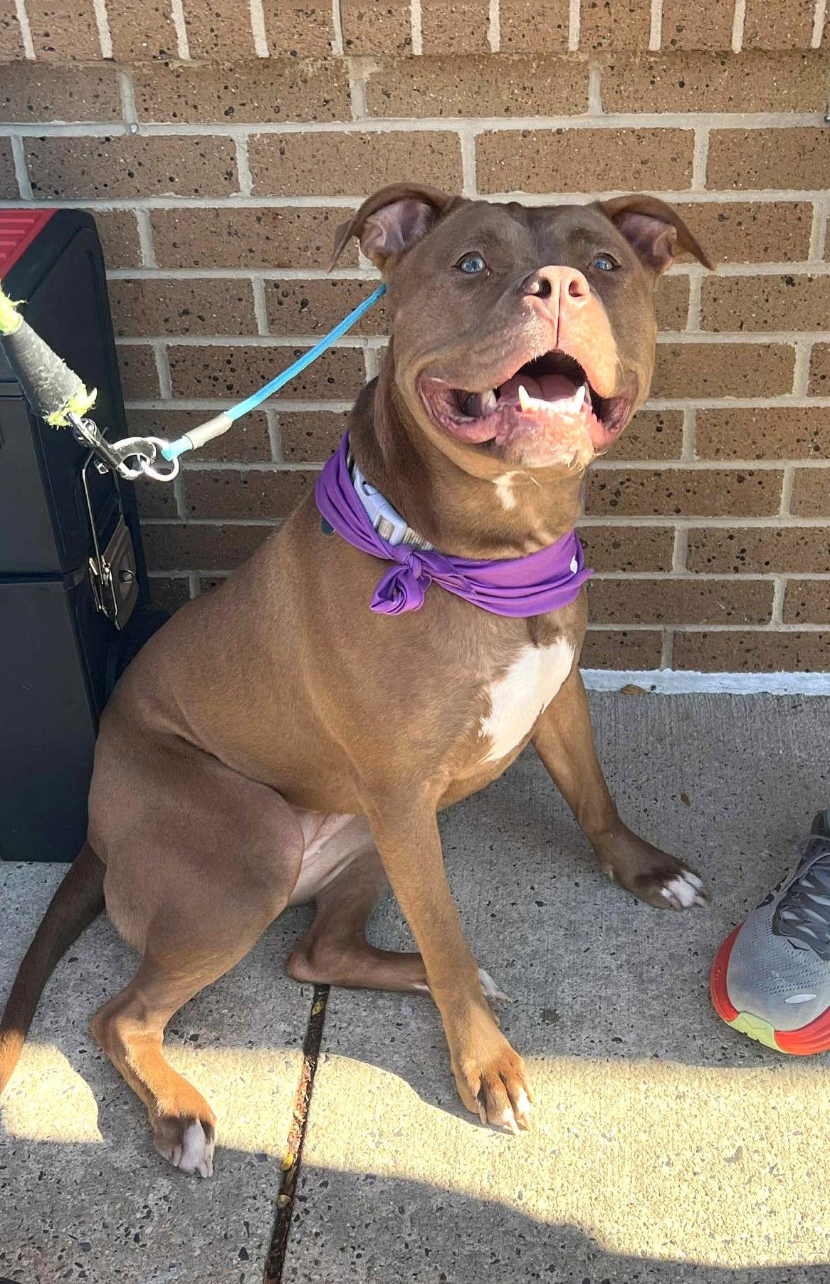Rory, a Adoptable Pit Bull Terrier in Rockville, MD image 1/3