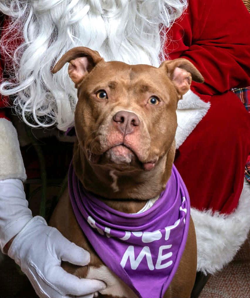 Rory, a Adoptable Pit Bull Terrier in Rockville, MD image 2/3