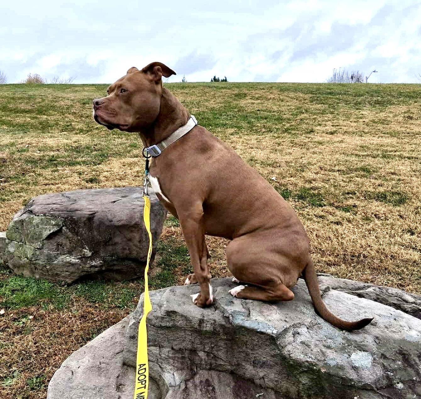 Rory, a Adoptable Pit Bull Terrier in Rockville, MD image 3/3