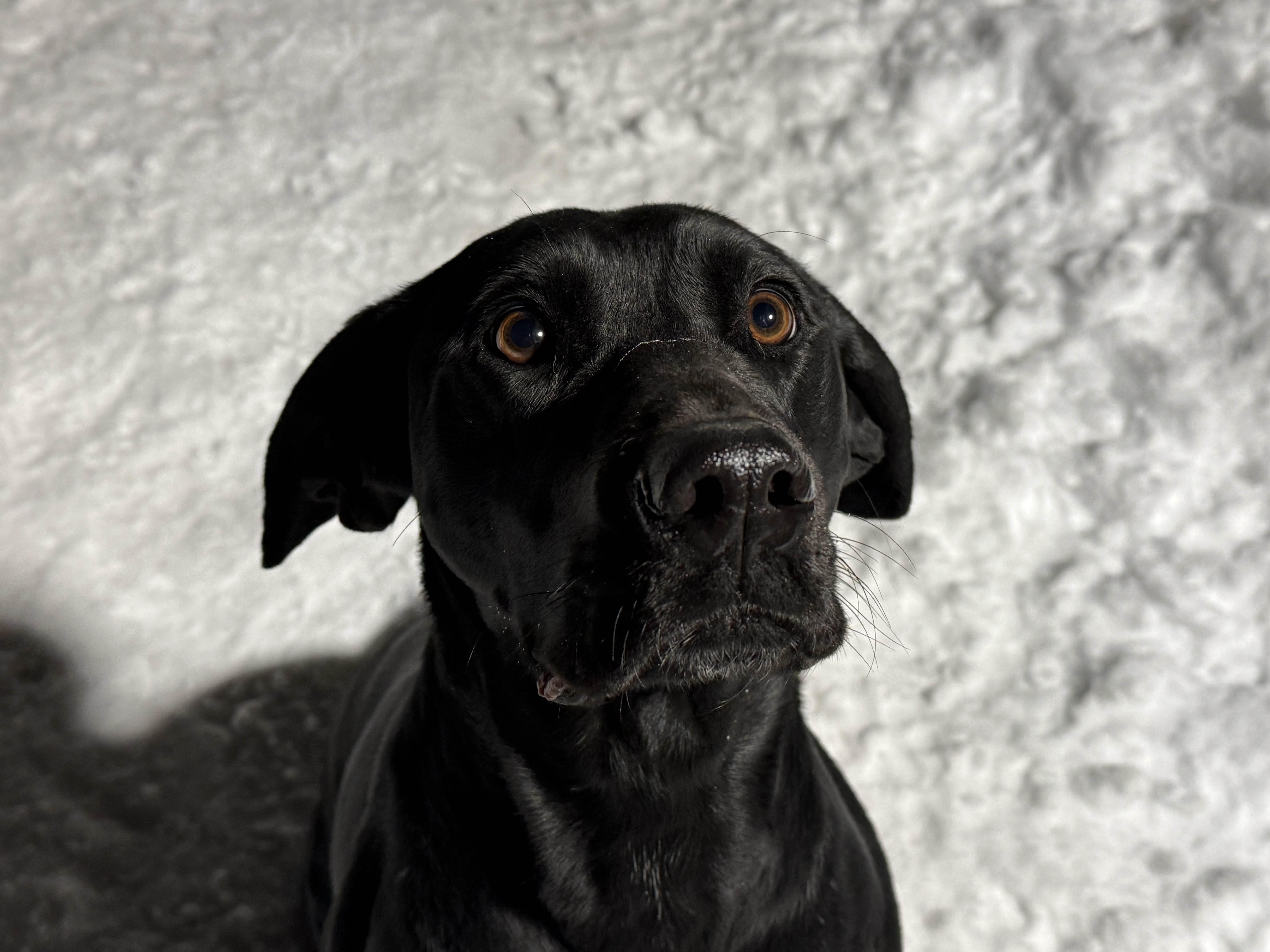 Enlarge Polka, an adopted mixed breed in Houghton, MI image 1/1