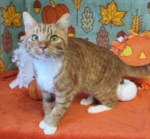 Enlarge Georgia, a Adoptable Domestic Short Hair in Bucyrus, OH image 3/3