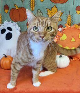 Georgia, Adoptable, Adult Female Domestic Short Hair.