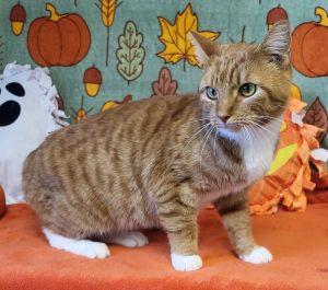 Enlarge Georgia, a Adoptable Domestic Short Hair in Bucyrus, OH image 2/3