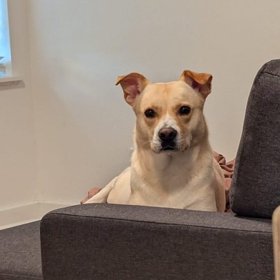 Enlarge Judy Geller, a Adoptable Mixed Breed in Memphis, TN image 4/6