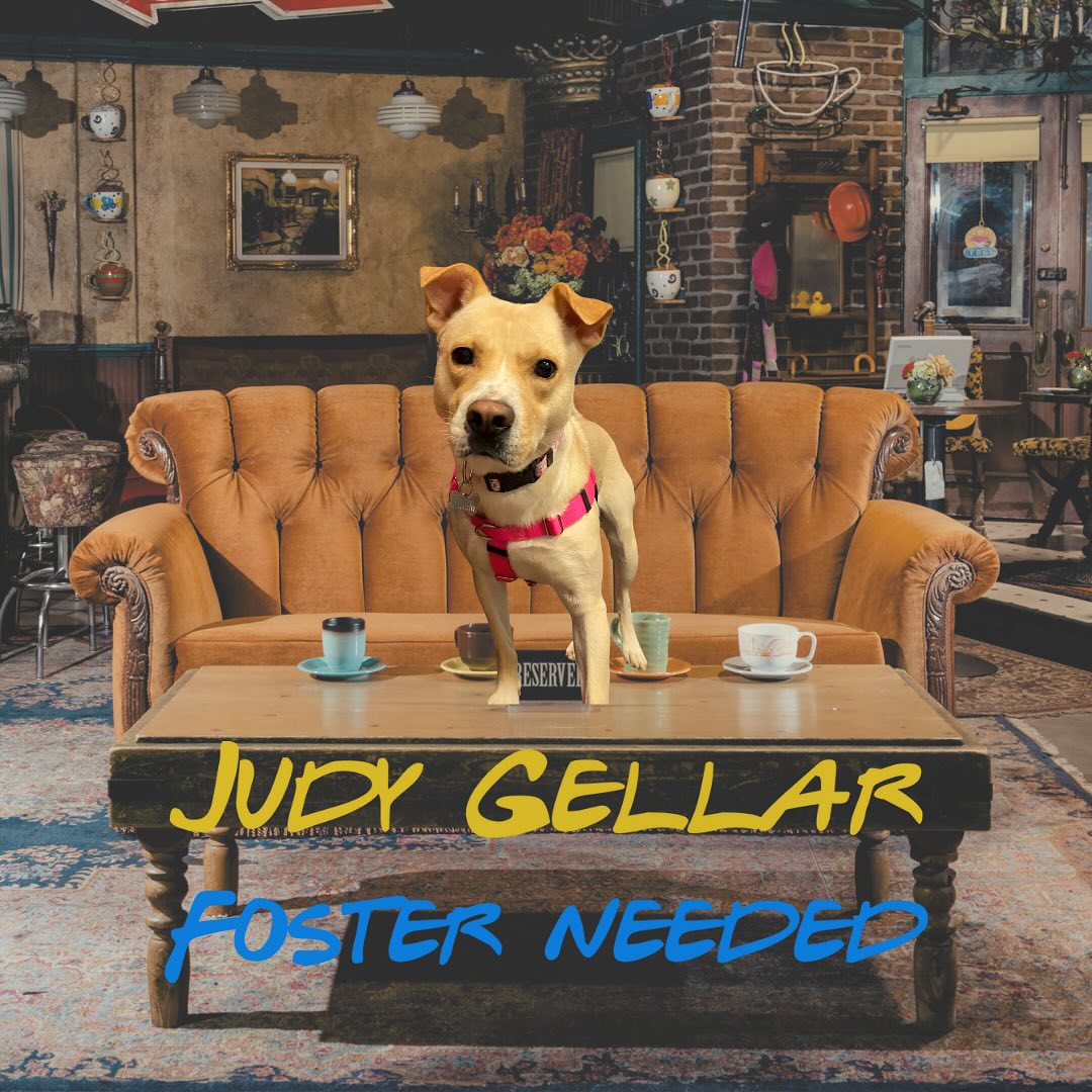 Judy Geller 5