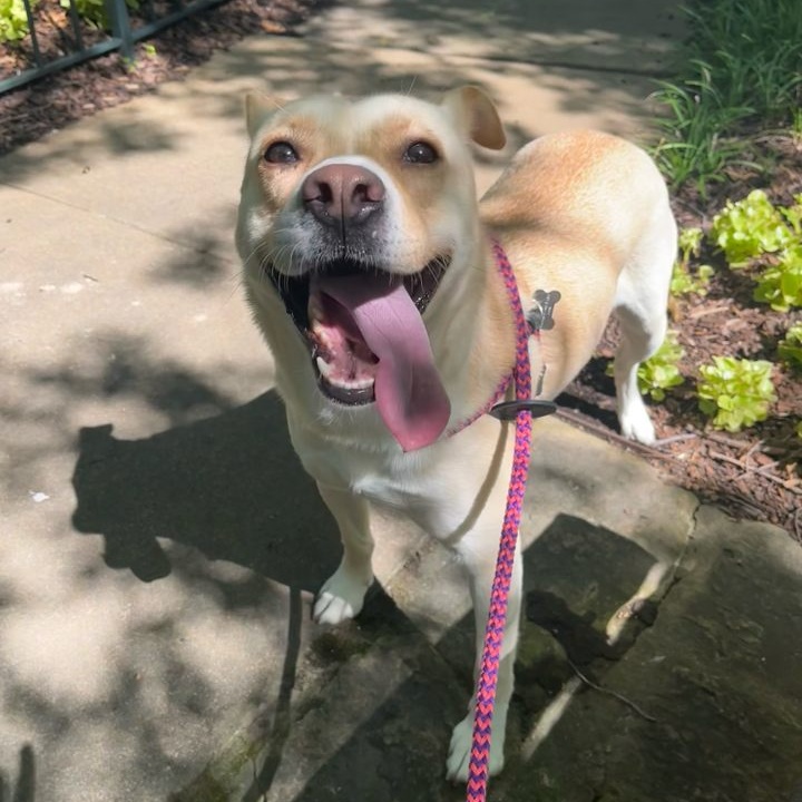 Enlarge Judy Geller, a Adoptable Mixed Breed in Memphis, TN image 3/6