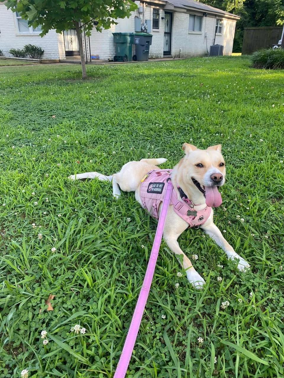 Enlarge Judy Geller, a Adoptable Mixed Breed in Memphis, TN image 2/6