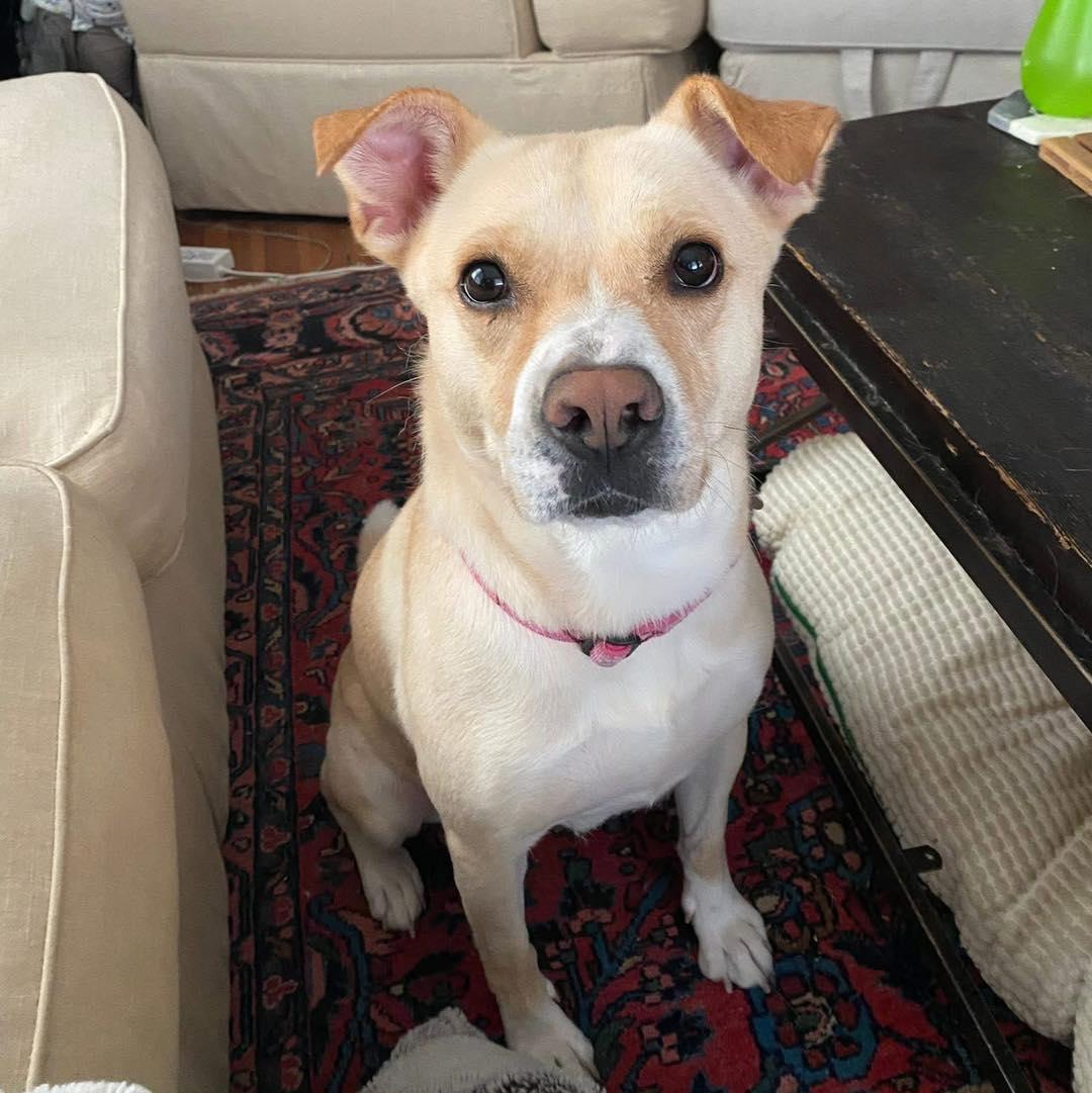 Enlarge Judy Geller, a Adoptable Mixed Breed in Memphis, TN image 1/6