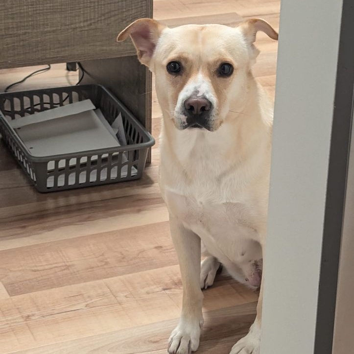 Enlarge Judy Geller, a Adoptable Mixed Breed in Memphis, TN image 5/6