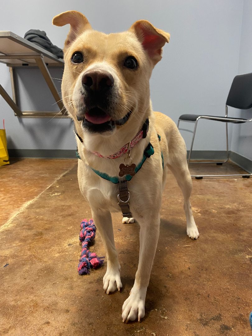 Enlarge Judy Geller, a Adoptable Mixed Breed in Memphis, TN image 6/6