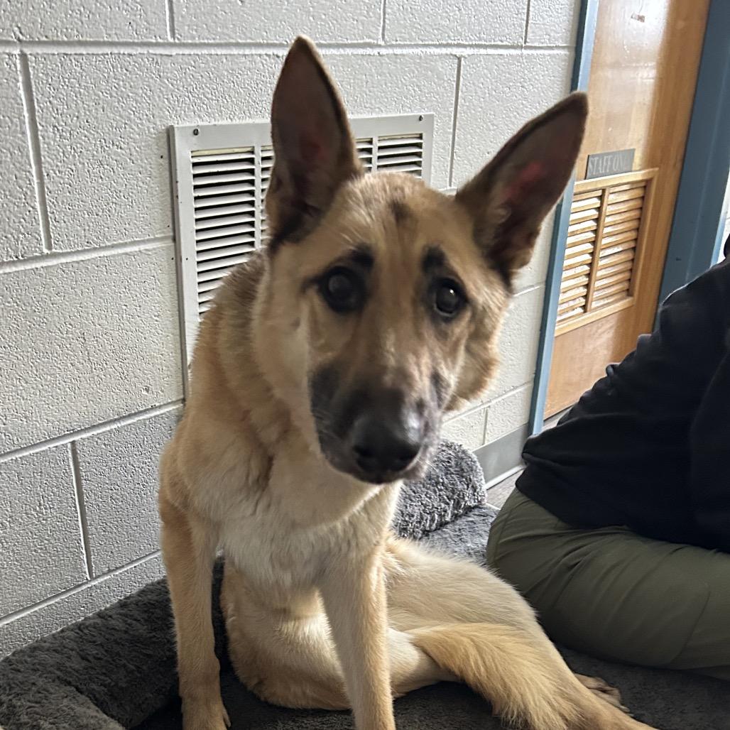 Cornbread, Adoptable, Adult Female German Shepherd Dog.