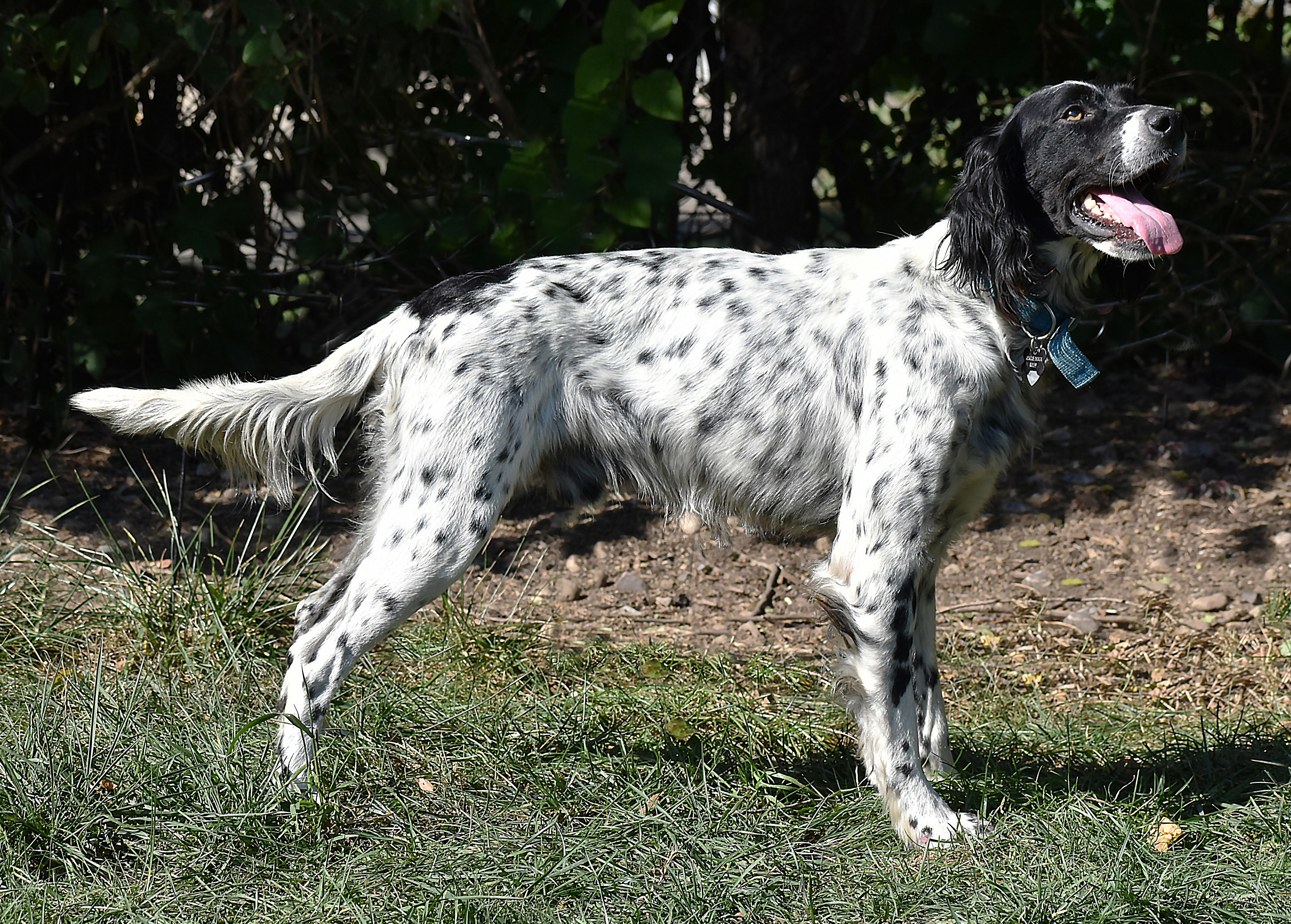 Winston-ADOPTION PENDING