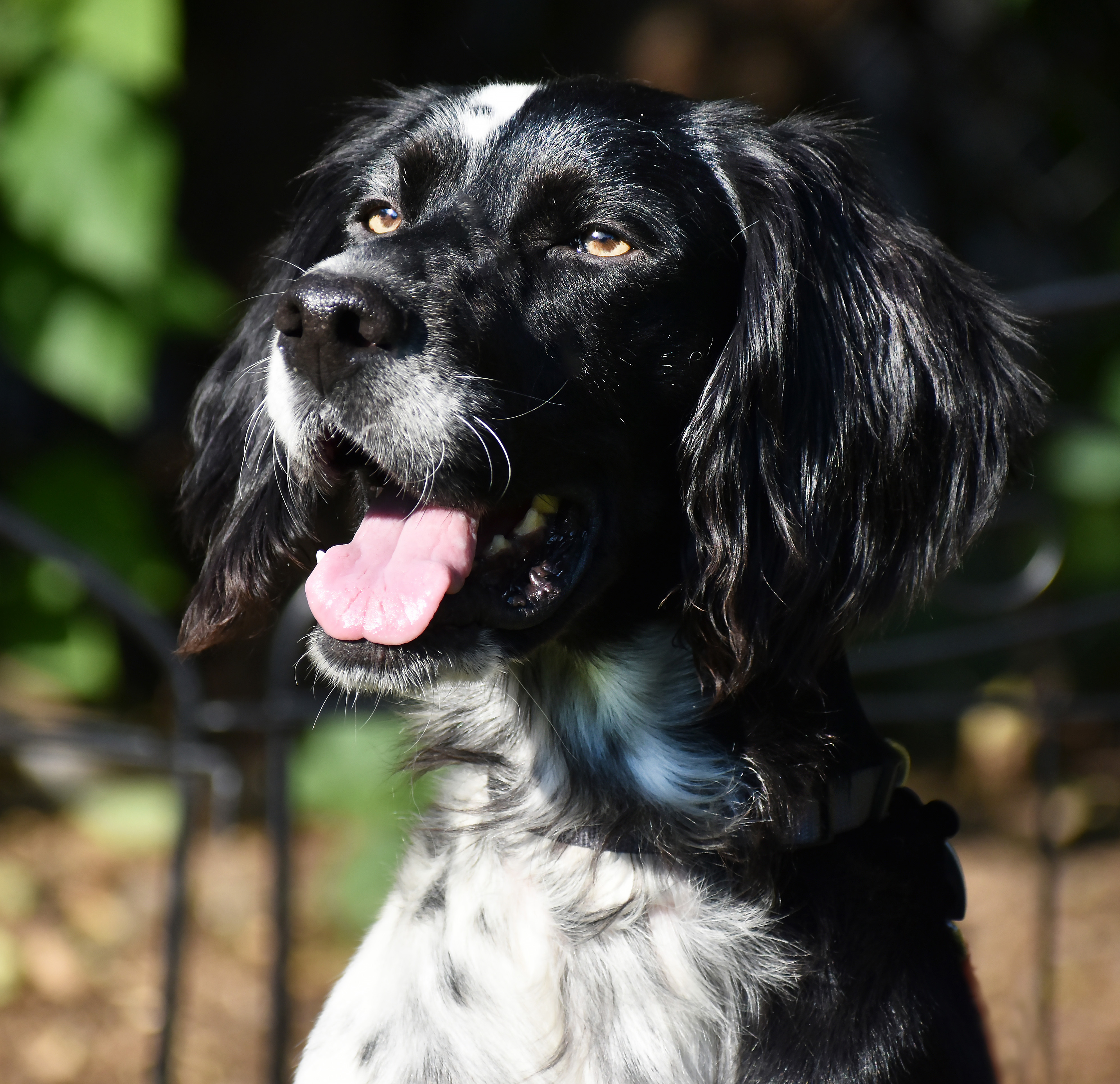Winston-ADOPTION PENDING