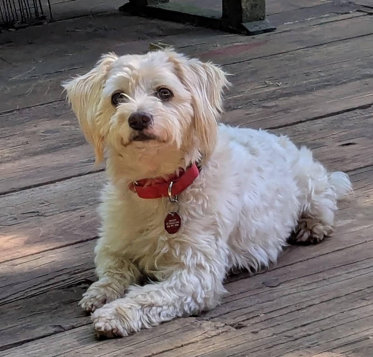 Wilson, a Adoptable mixed breed in Clatskanie, OR image 2/6