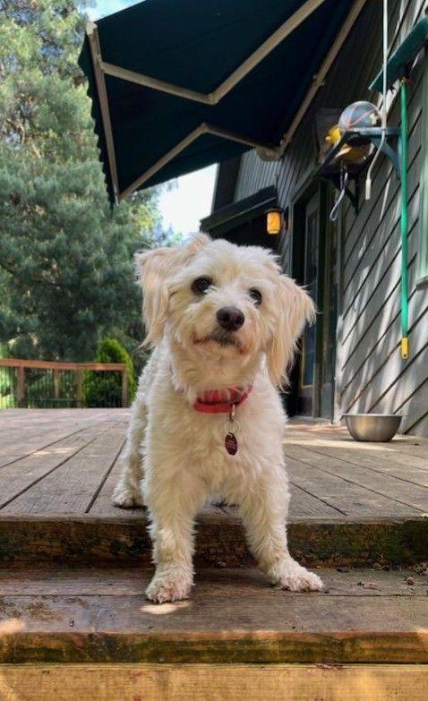 Wilson, a Adoptable mixed breed in Clatskanie, OR image 1/6