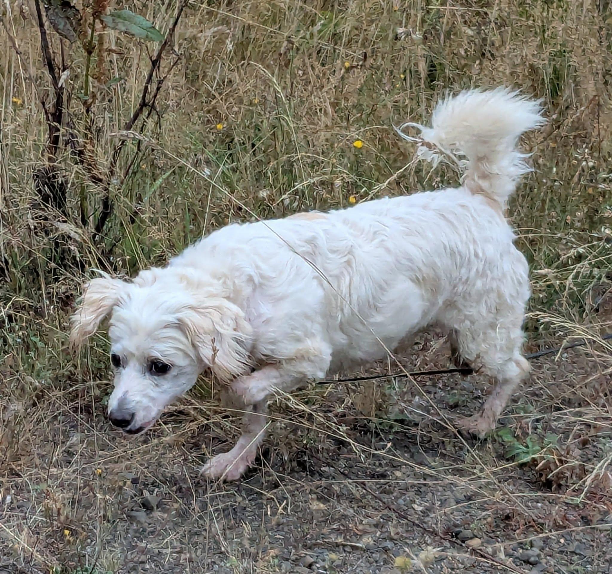 Wilson, a Adoptable mixed breed in Clatskanie, OR image 3/6
