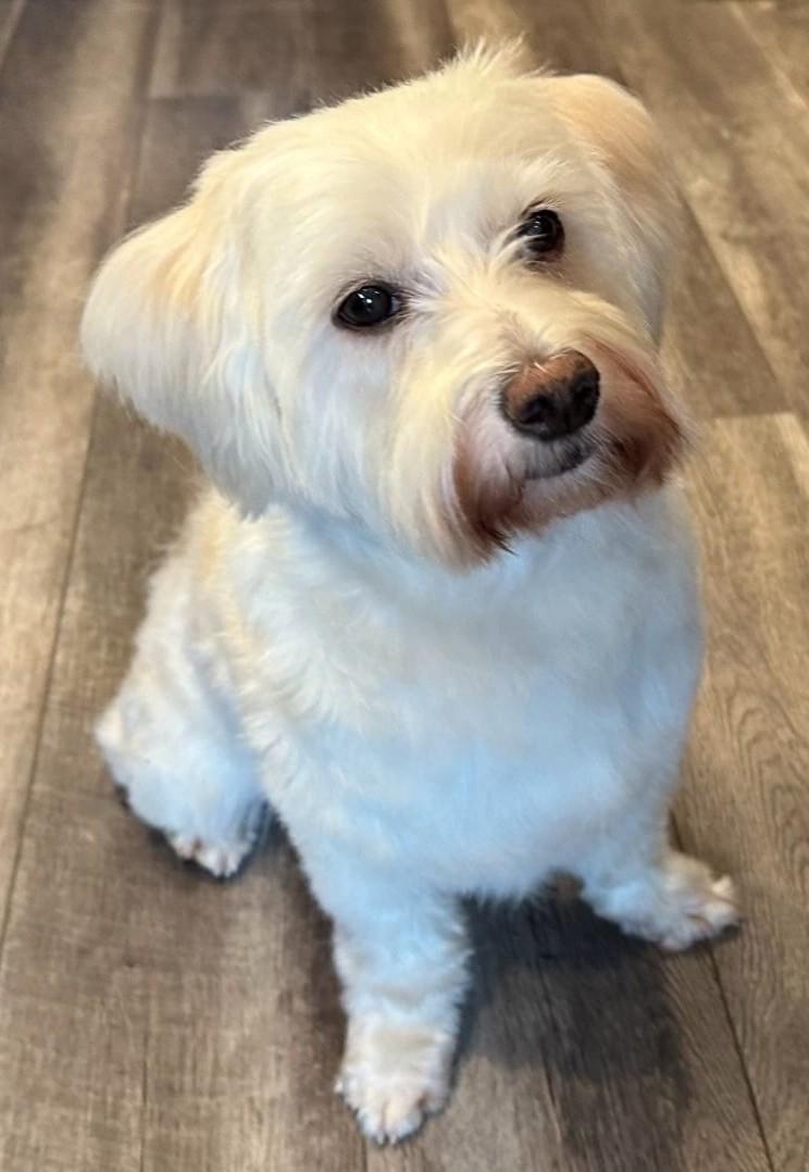 Wilson, Adoptable, Young Male Poodle.