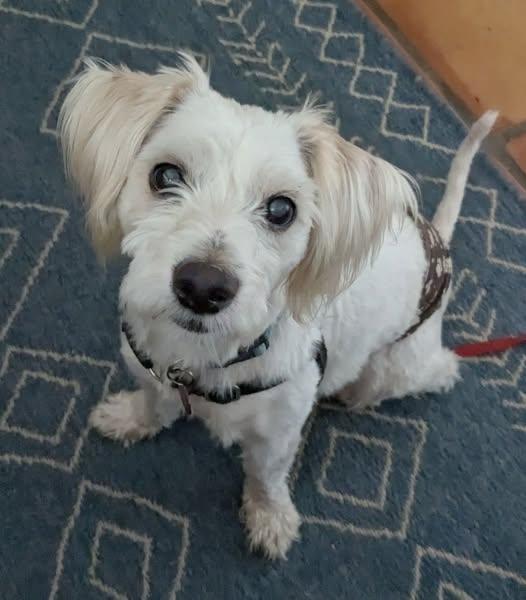 Wilson, a Adoptable mixed breed in Clatskanie, OR image 4/6