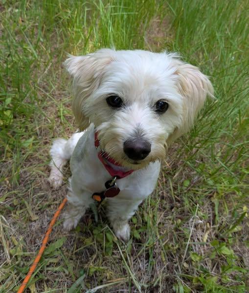Wilson, a Adoptable mixed breed in Clatskanie, OR image 5/6