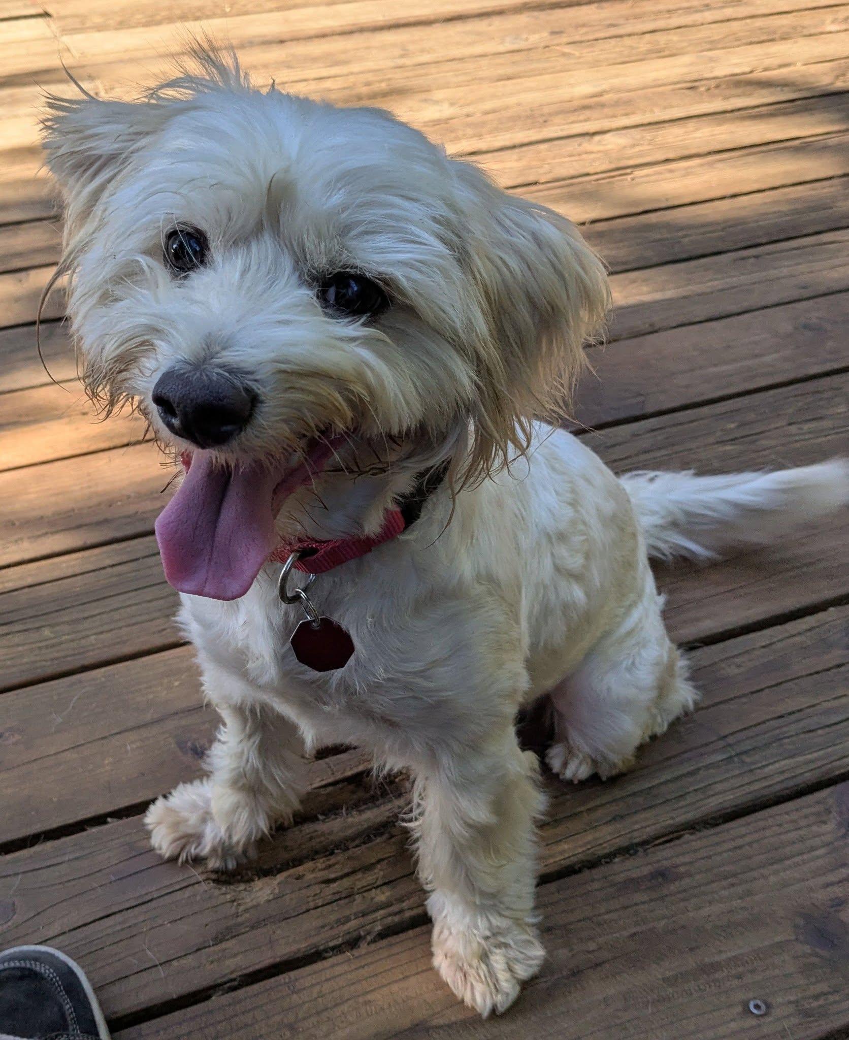 Wilson, a Adoptable mixed breed in Clatskanie, OR image 6/6