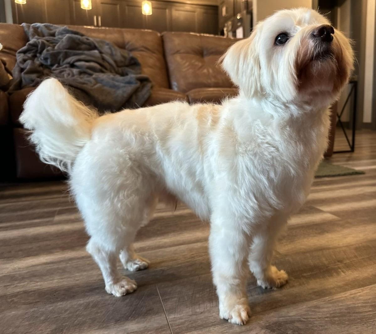 Enlarge Wilson, a Adoptable mixed breed in Portland, OR image 6/6