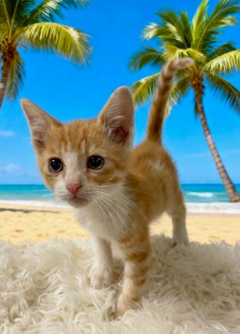 Crackle, Adoptable, Kitten Male Domestic Short Hair.