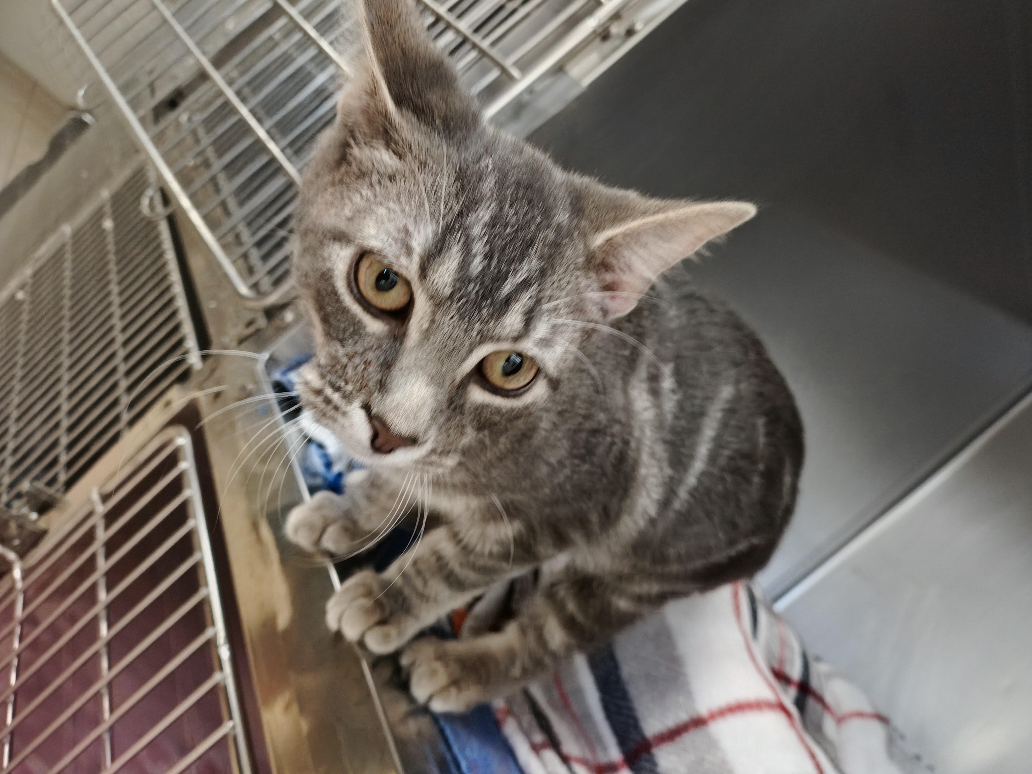 Nimbus, Adoptable, Young Male Domestic Short Hair.