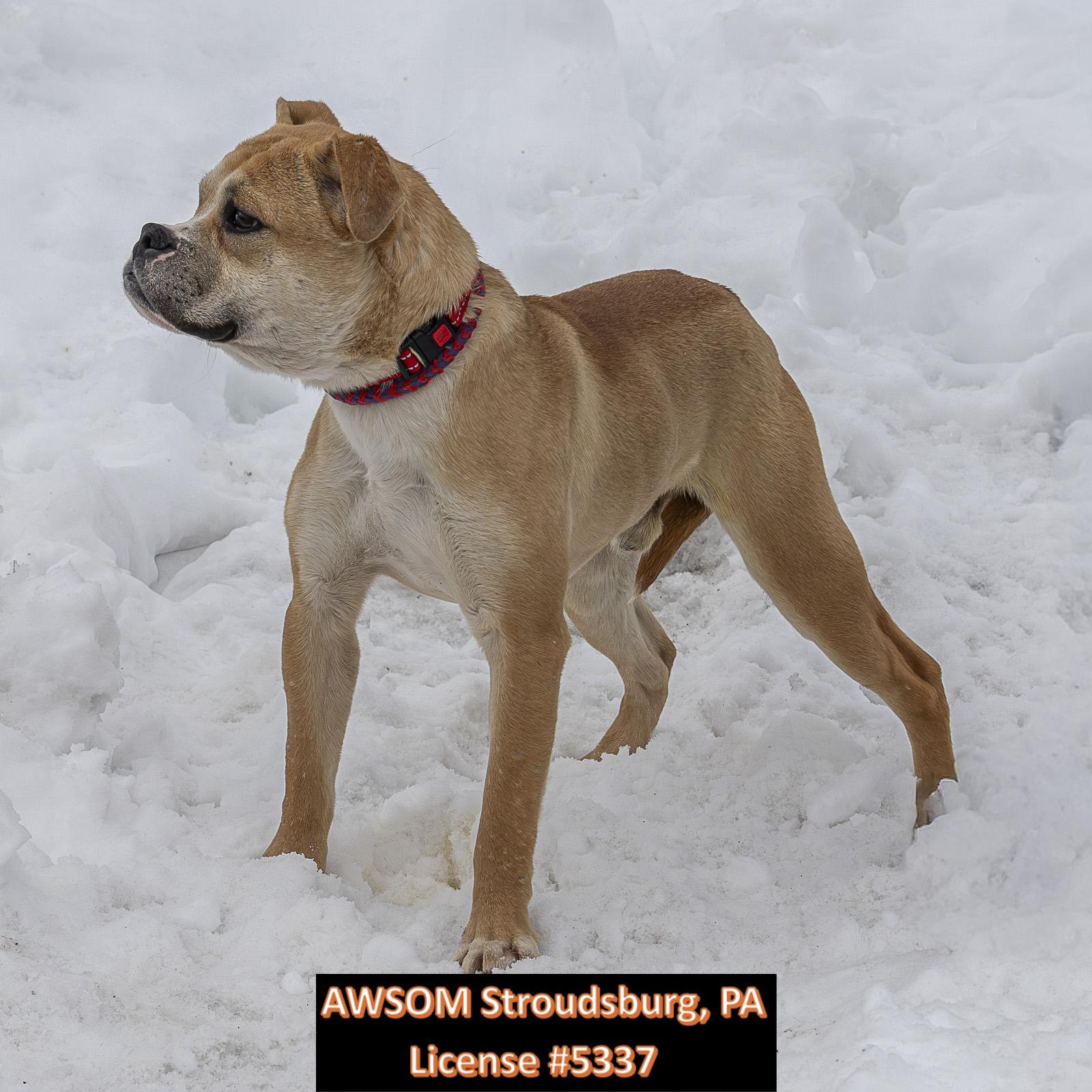 Enlarge Cupid, a ADOPTABLE mixed breed in Stroudsburg, PA image 3/3