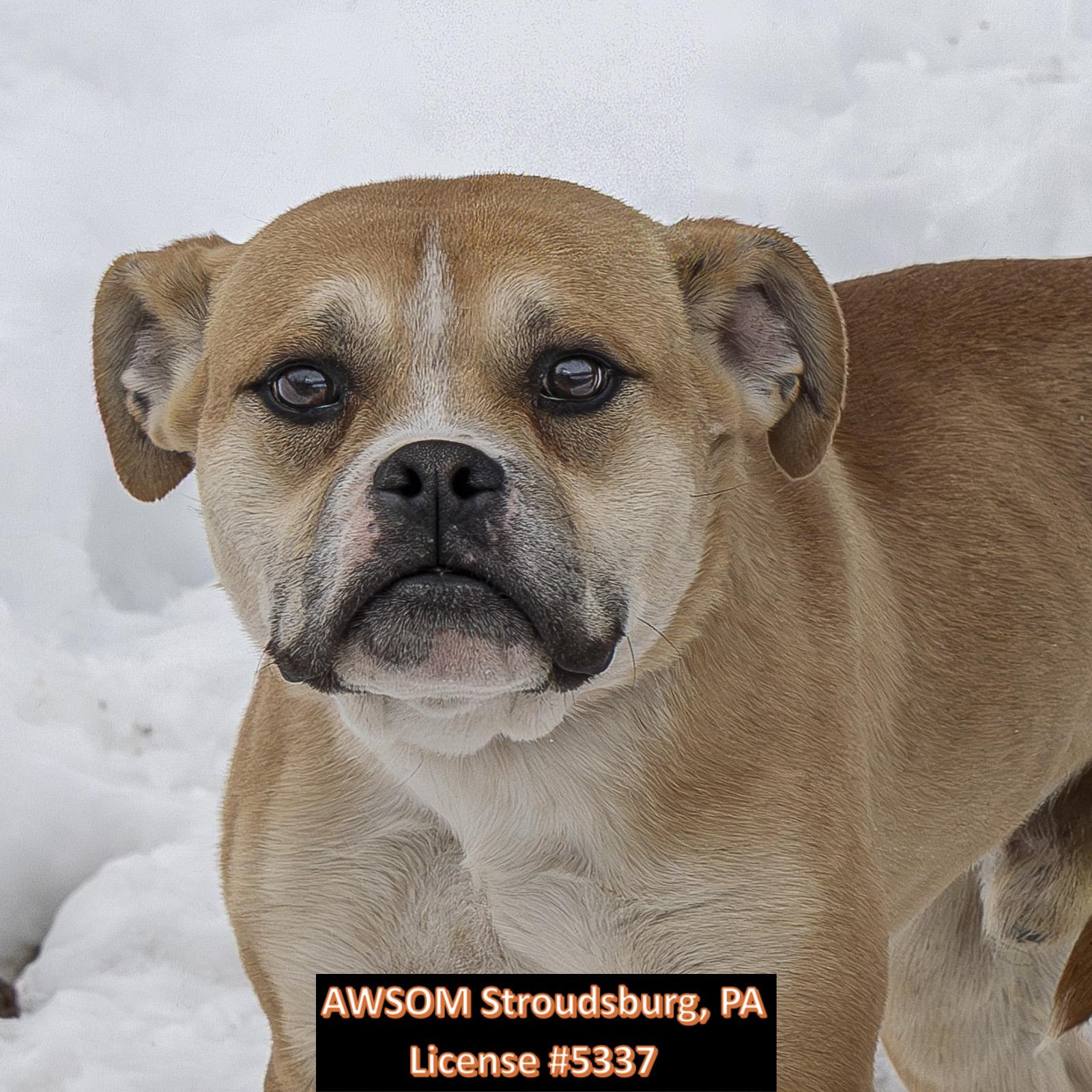 Cupid, ADOPTABLE, Young Male American Bulldog & Siberian Husky.