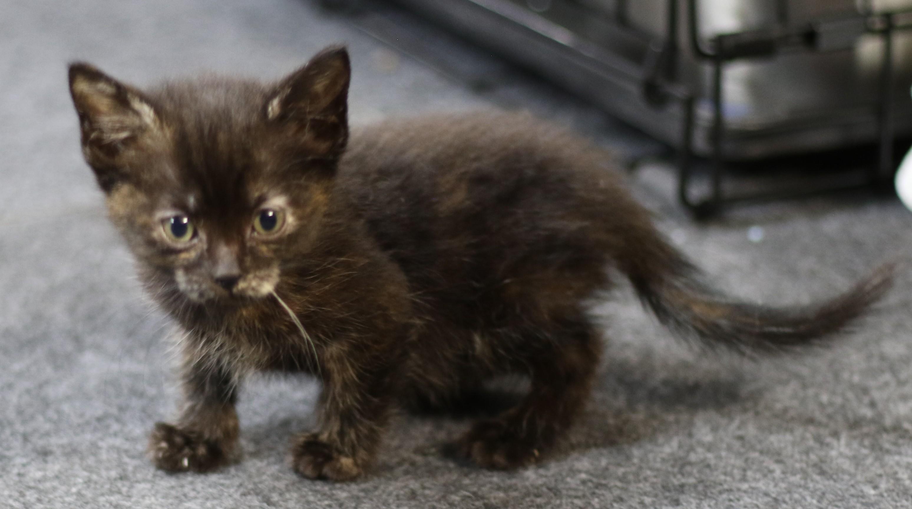 Rian, an adoptable Domestic Short Hair in Cut Bank, MT, 59427 | Photo Image 3