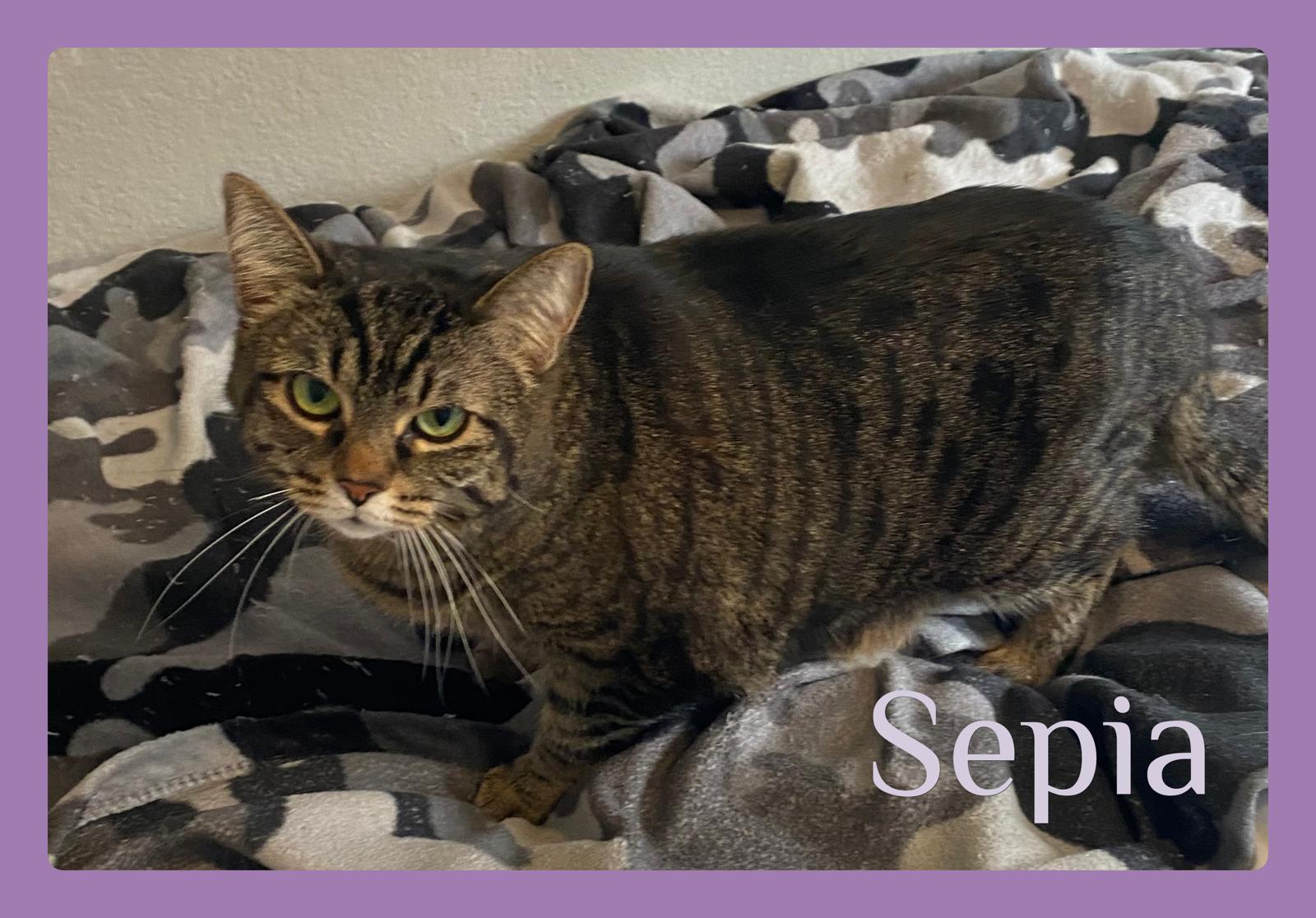 SEPIA, ADOPTABLE, Adult Female Tabby.