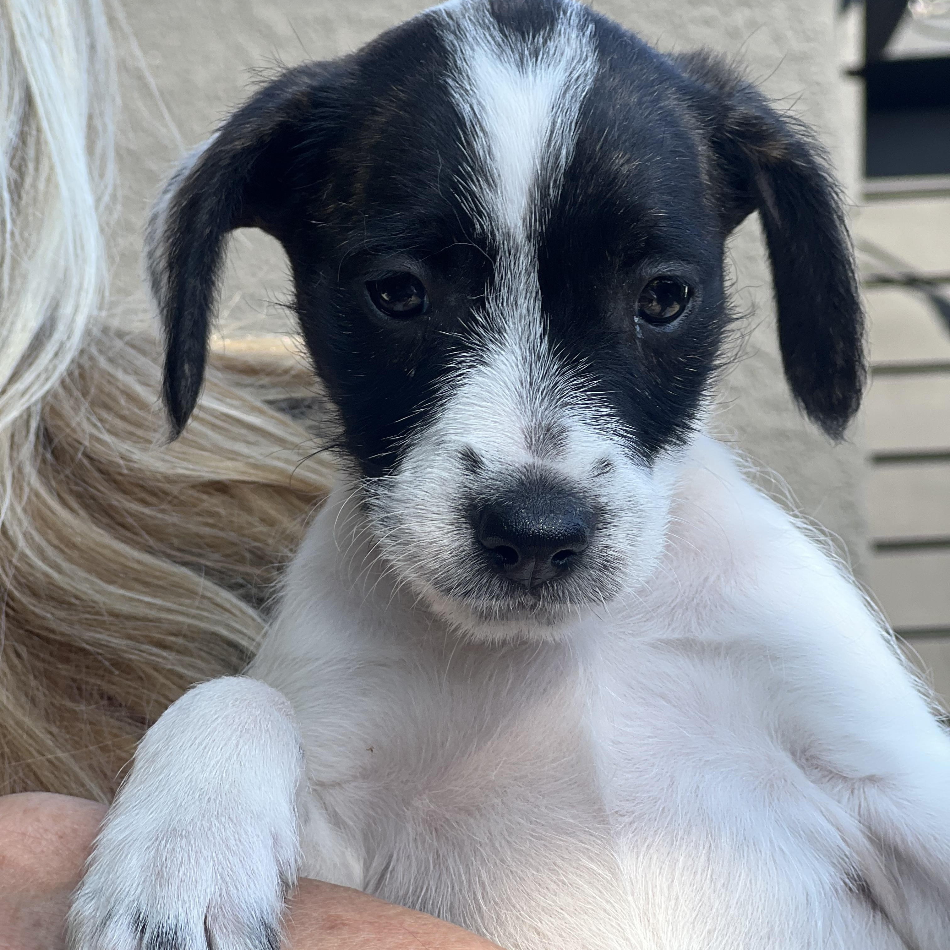 Scarlet~ 6 pound Doodle mix, adopted, Puppy Female Labradoodle.