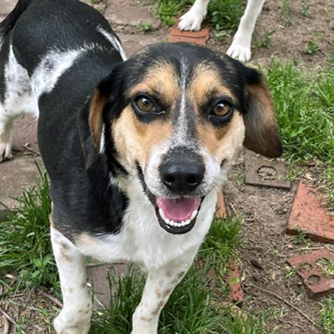Keeton, Adoptable, Young Male Beagle.
