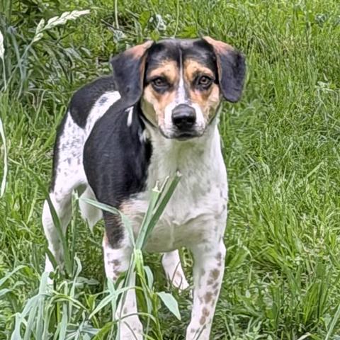 Keeton, a Adoptable Beagle in London, OH image 3/3