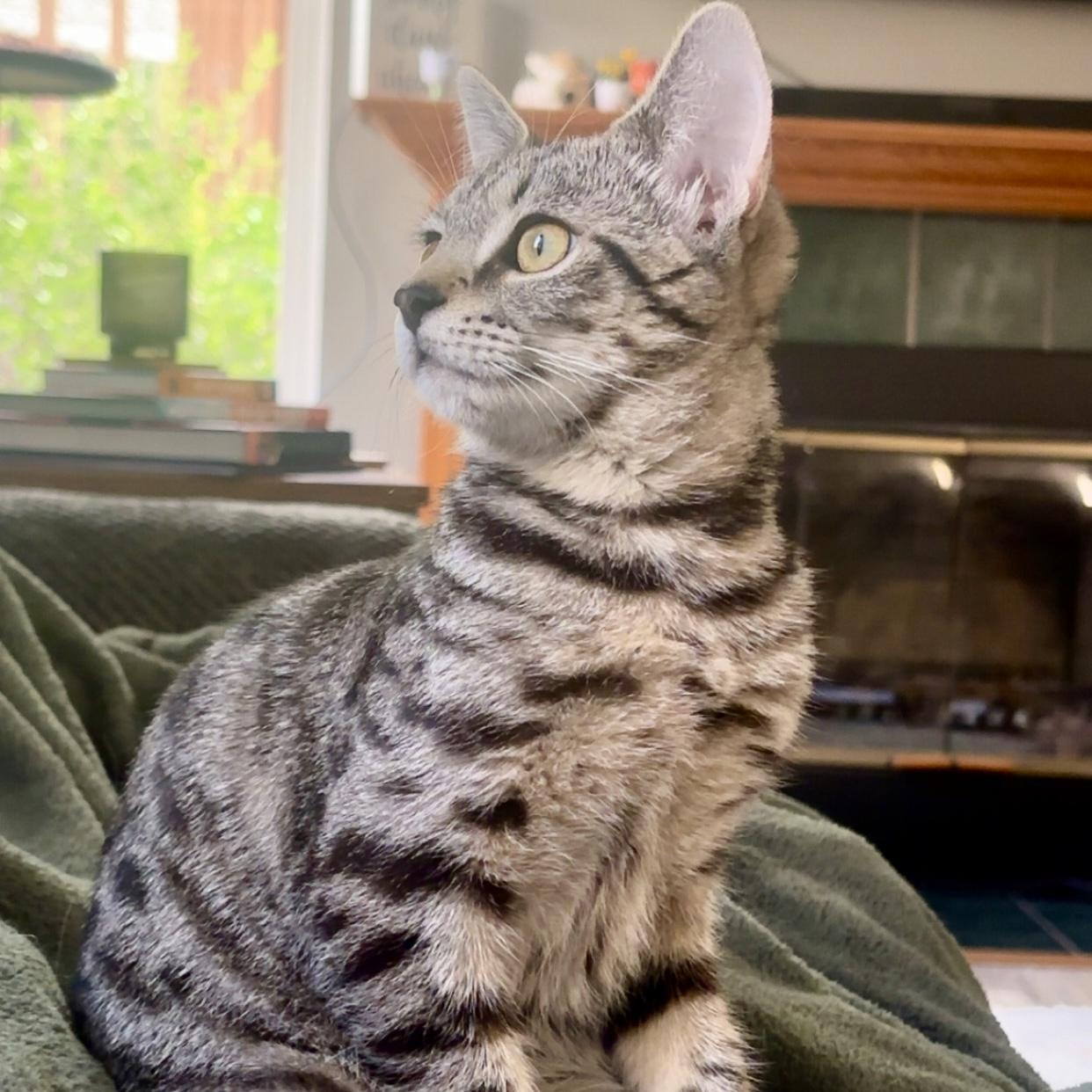 Fidget, an adoptable mixed breed in Libertyville, IL image 5/5