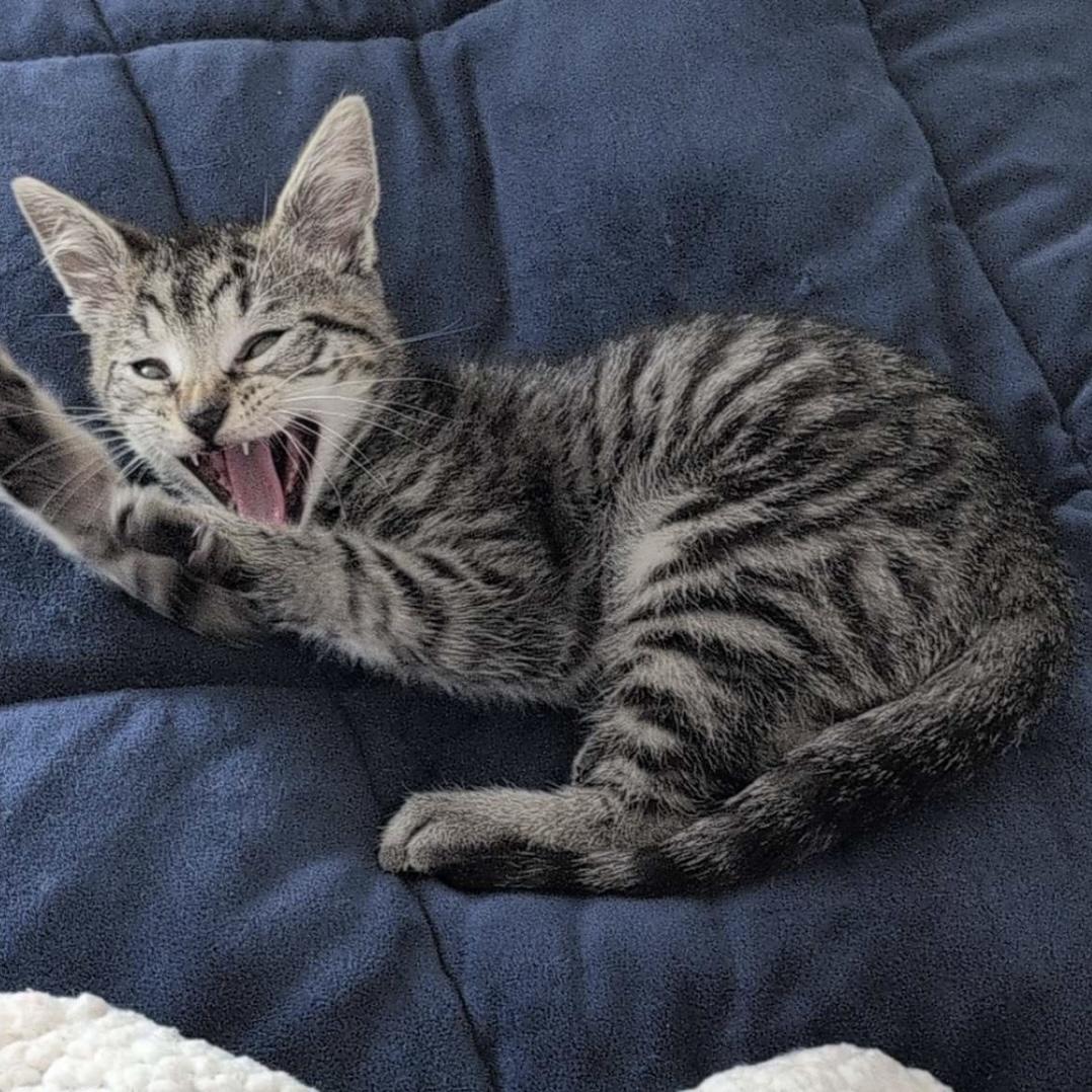 Enlarge Fidget, an adoptable mixed breed in Libertyville, IL image 3/3