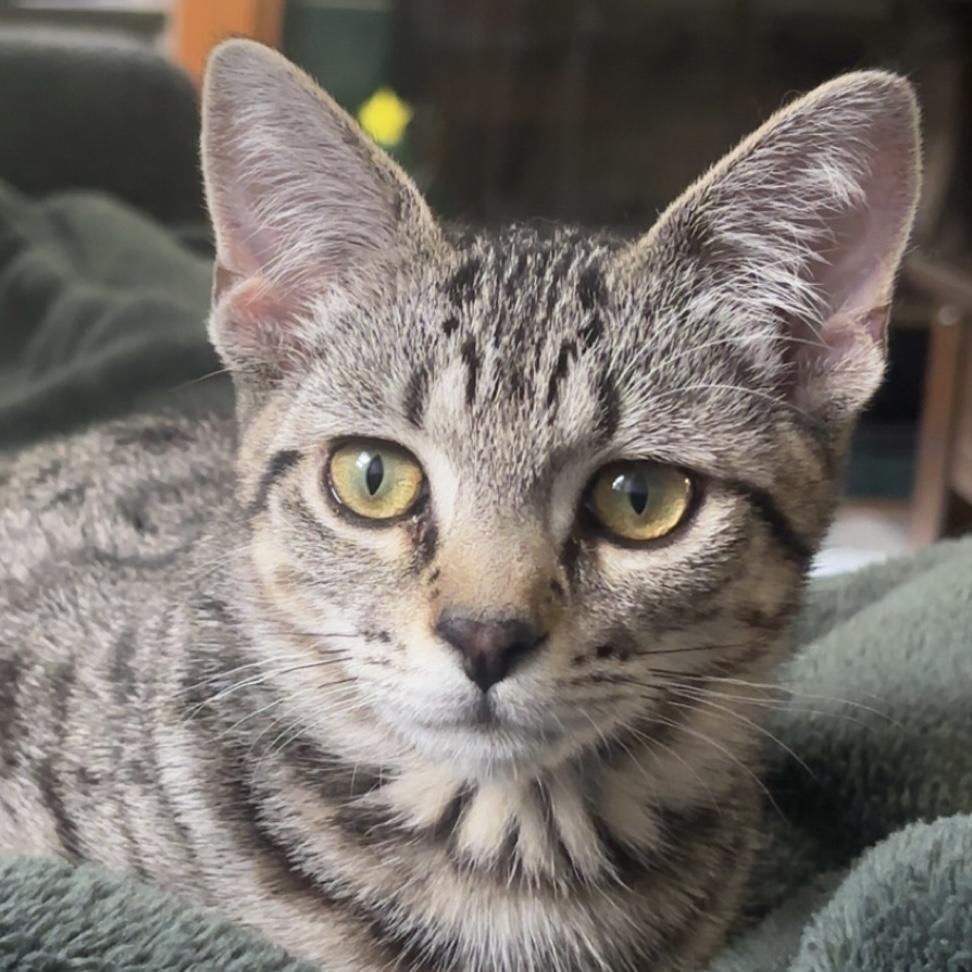 Fidget, an adoptable mixed breed in Libertyville, IL image 1/5