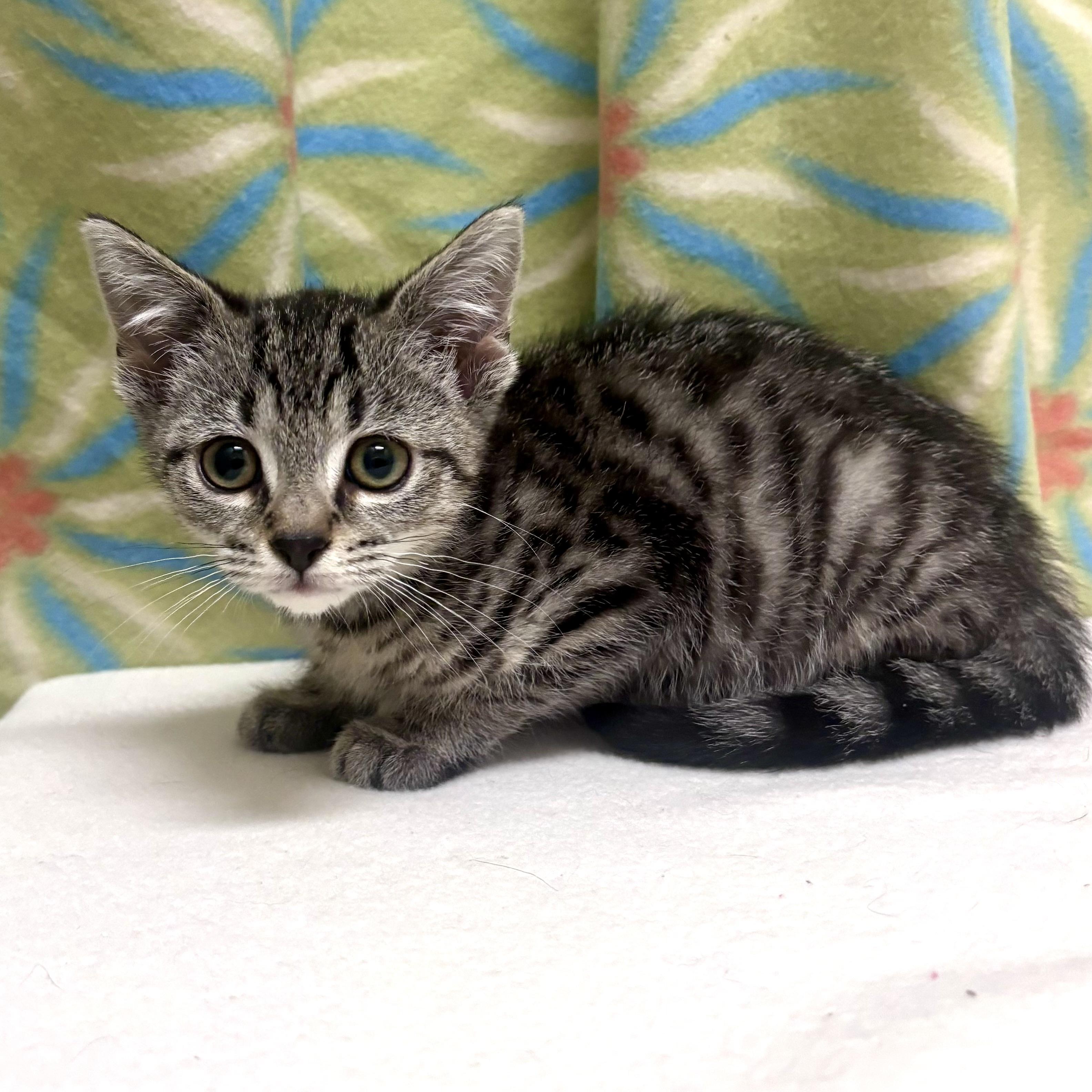 Enlarge Fidget, an adoptable mixed breed in Libertyville, IL image 2/3