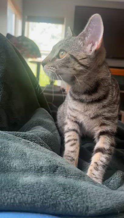 Enlarge Fidget, an adoptable mixed breed in Libertyville, IL video 4/5