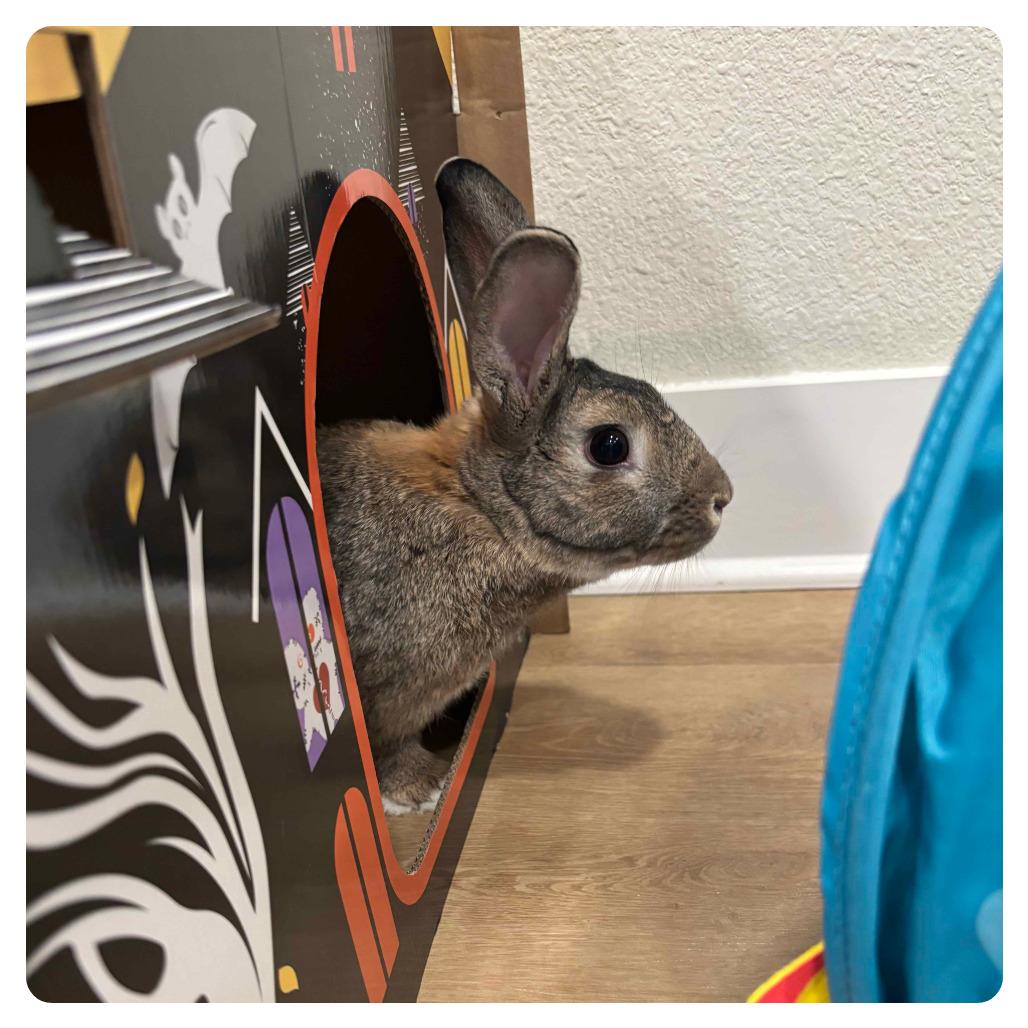 Preacher, Adoptable, Adult Male American.