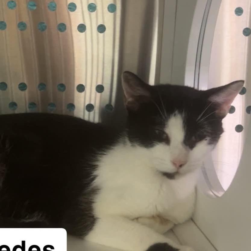 The Cars - Mercedes (Mom), Adoptable, Young Female Domestic Short Hair.